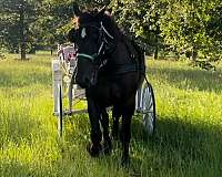 double-percheron-horse