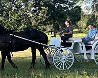 gaits-percheron-horse