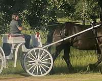 get-mare-pregnant-percheron-horse