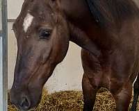 trail-morgan-horse