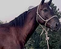 amish-broke-morgan-horse