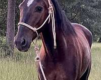 amish-trained-morgan-horse