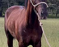 catch-morgan-horse