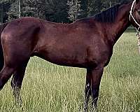 flowing-morgan-horse