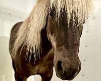 white-palomino-pony-gelding