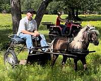 riding-driving-pony