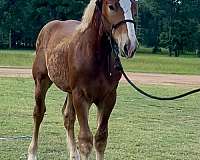 all-around-belgian-horse