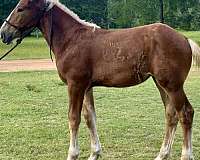 draft-belgian-horse