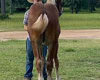 driving-belgian-horse