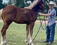 big-hipped-belgian-horse