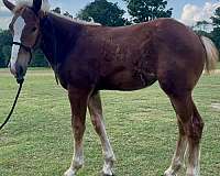 bone-belgian-horse