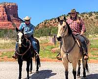 horsemanship-quarter-horse