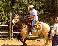 natural-horsemanship-training-quarter-horse