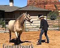 ridden-western-quarter-horse