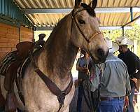 trail-riding-quarter-horse