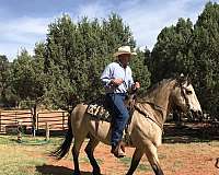 buckskin-quarter-horse-gelding