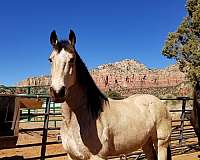 buckskin-athletic-horse