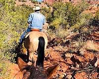 buckskin-horsemanship-horse