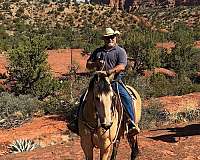 buckskin-natural-horsemanship-training-horse