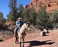 buckskin-trail-riding-horse