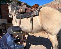 buckskin-western-riding-horse