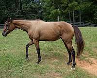 athletic-thoroughbred-horse