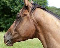 broodmare-thoroughbred-horse