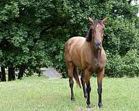 beautiful-mover-thoroughbred-horse