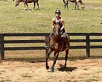 canter-thoroughbred-horse