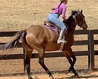 children-thoroughbred-horse