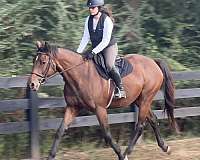 endurance-thoroughbred-horse