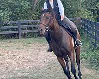 english-pleasure-thoroughbred-horse