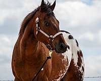 bay-with-blanket-horse