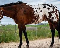 bay-with-blanket-gelding