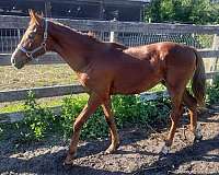 two-white-sox-on-rear-legs-star-blaise-horse