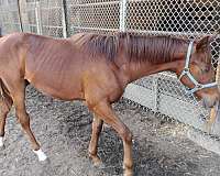 chestnut-two-white-sox-on-rear-legs-star-blaise-horse