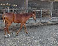 charlie-warmblood-horse