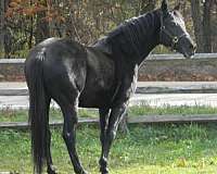 all-reasonable-offers-warmblood-horse