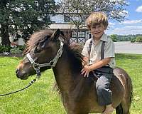 bay-chocolate-gelding-for-sale