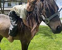 bay-chocolate-gelding