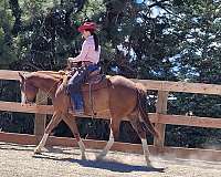 aqha-quarter-horse