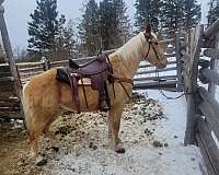 experienced-mustang-palomino-horse