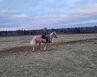 started-under-saddle-mustang-palomino-horse