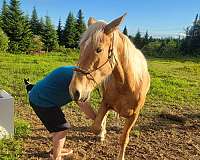 trail-mustang-palomino-horse