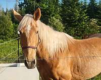 mustang-gelding