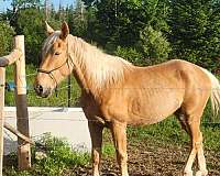 mustang-horse-for-sale