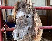 star-on-forehead-white-marking-front-leg-pony