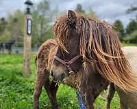 all-around-miniature-pony
