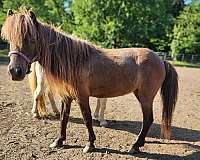 dun-star-on-forehead-white-marking-front-leg-pony