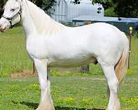 sabino-silver-horse